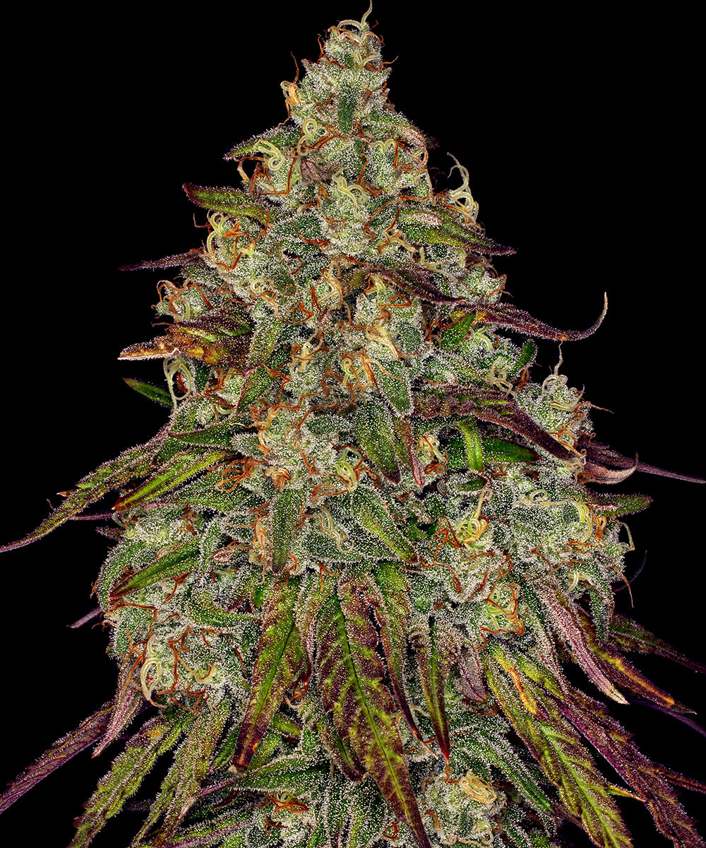 Amnesia Lemon