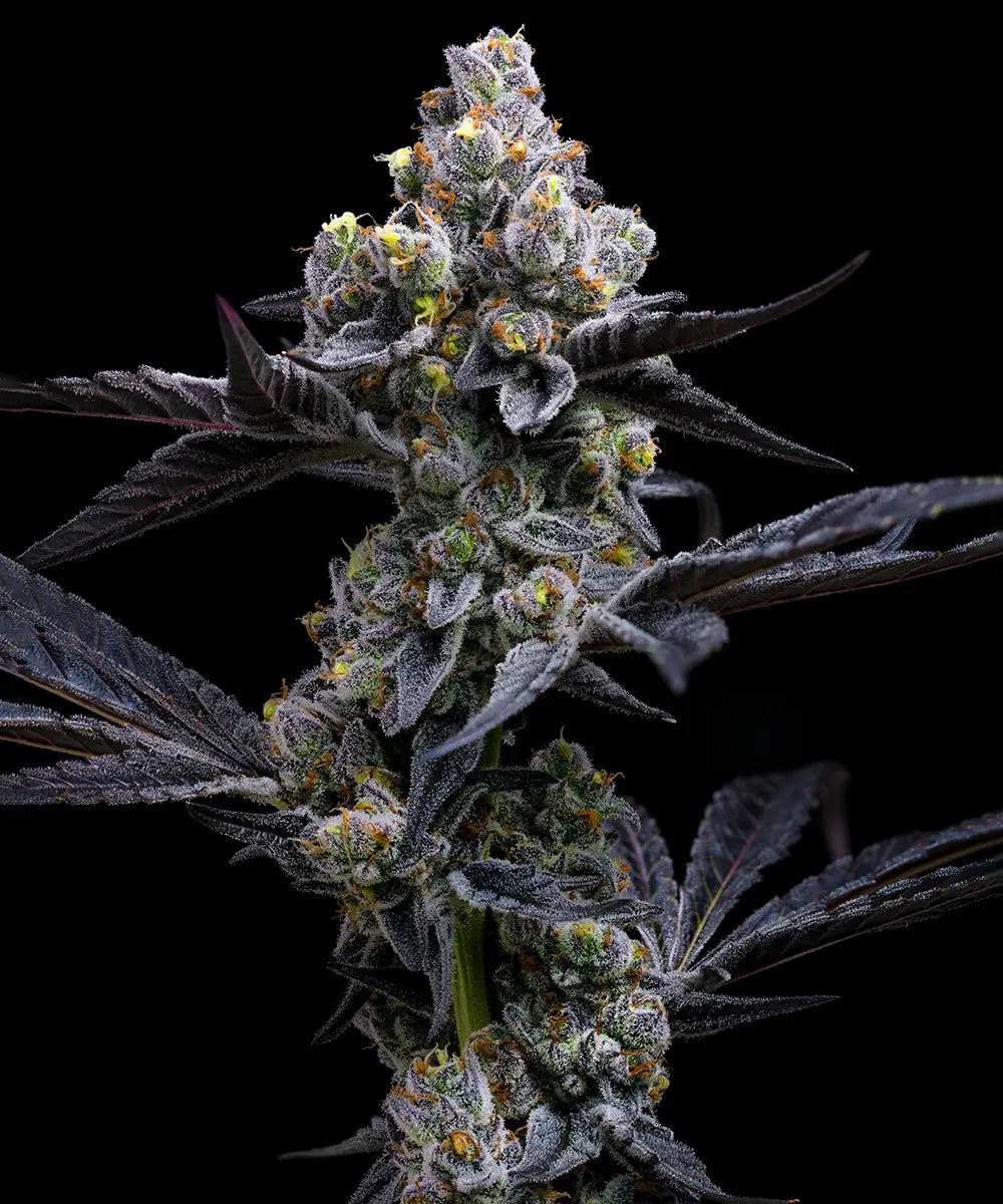Garlic Cookies
