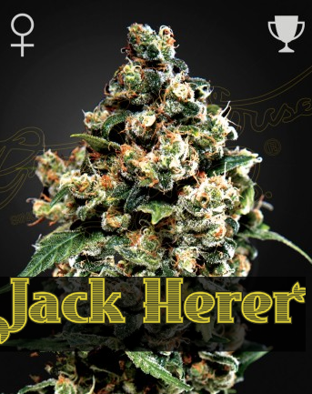 Jack Herer