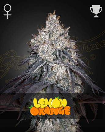 Lemon Orange
