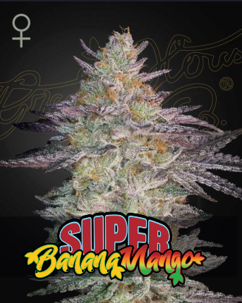 Super Banana Mango