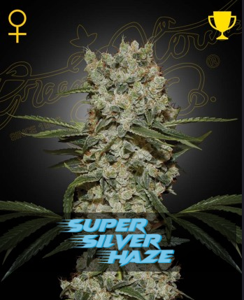 Super Silver Haze