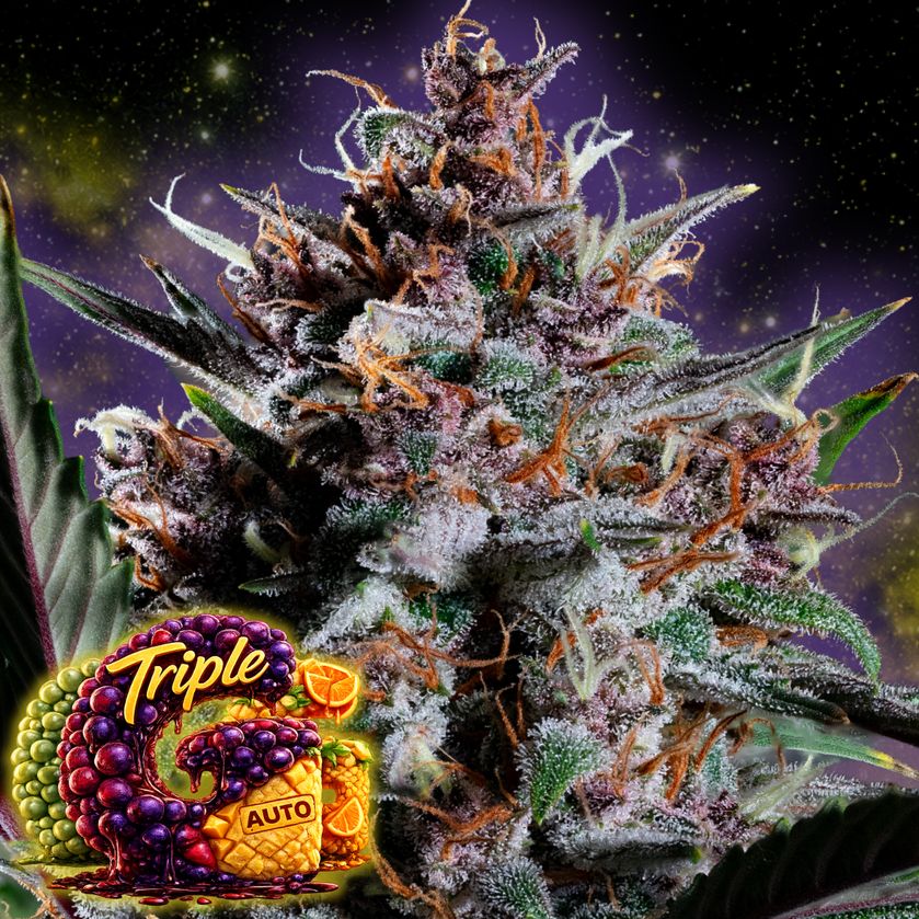 Tripple G Auto