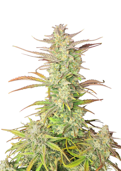 Z-UP Auto