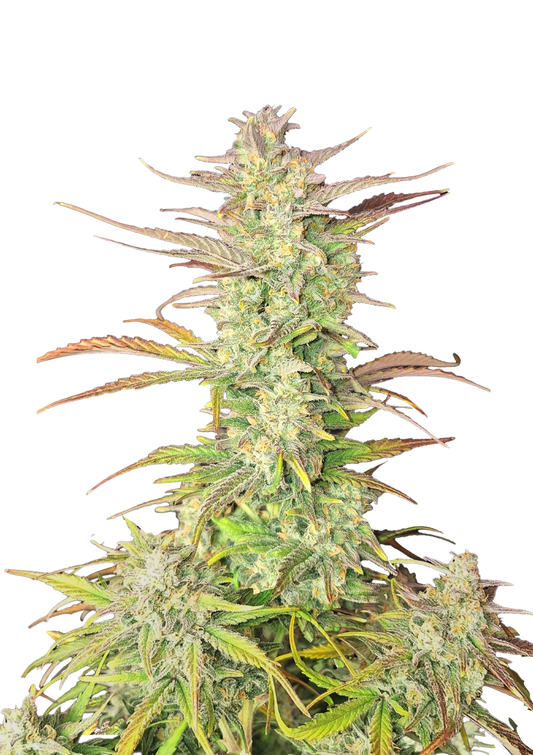 Z-UP Auto