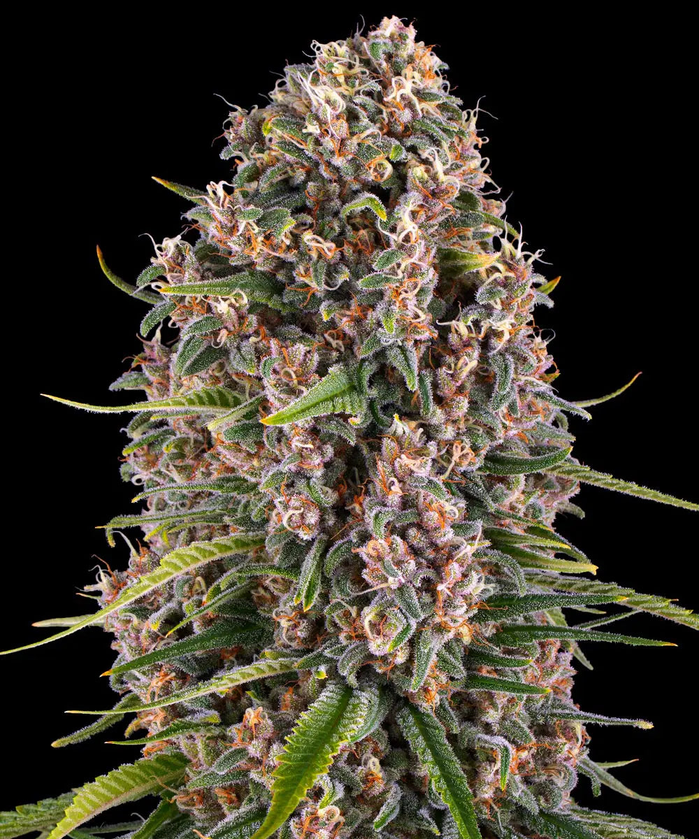 Blue cheese