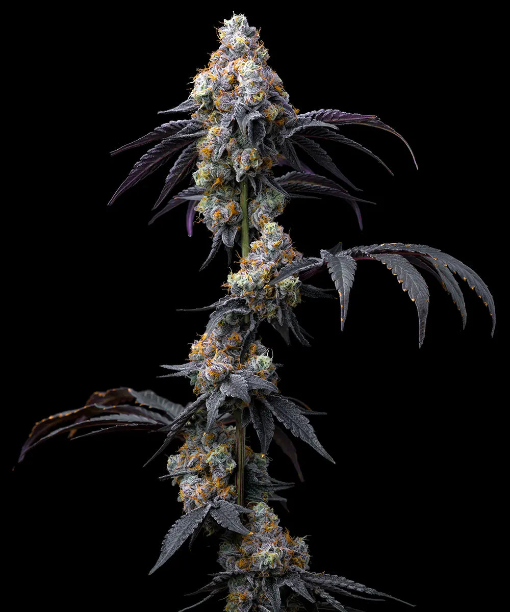 Rainbow Sherbet