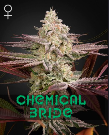 Chemical Bride