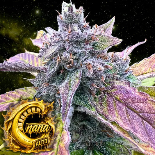 G Nana Auto