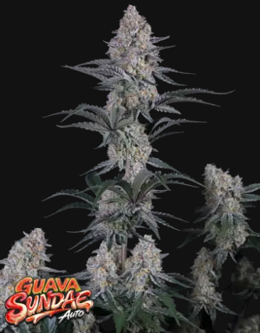 Guava Sundae Auto