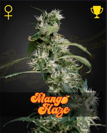 Arjan's Mango Haze