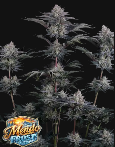 Mendo Frost Auto