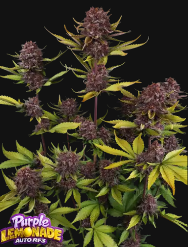 Purple Lemonade Auto RF3