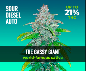Original Sour Diesel Auto