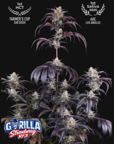 Strawberry Gorilla Auto RF3