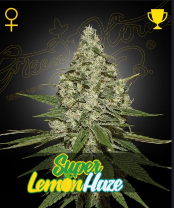 Super Lemon Haze