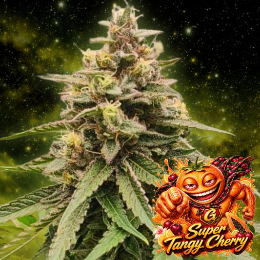 Super Tangy Cherry