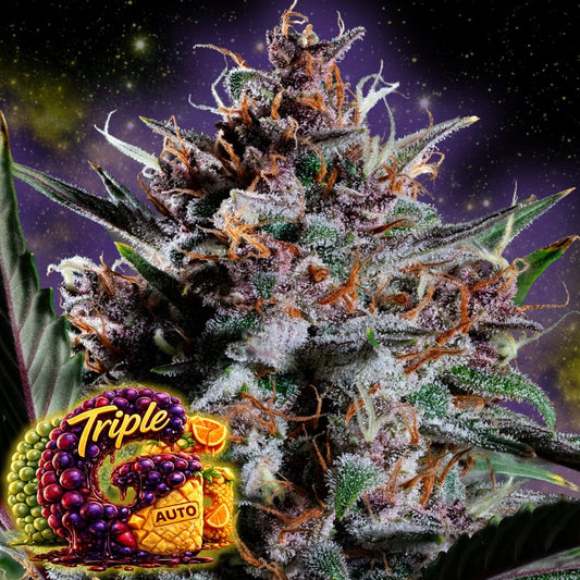 Tripple G Auto