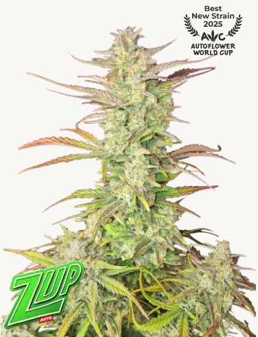Z-UP Auto