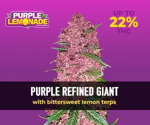 Purple Lemonade Auto RF3