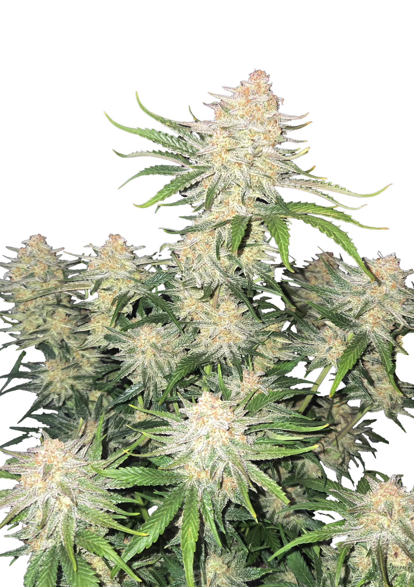 Frostbanger F4 Automatic