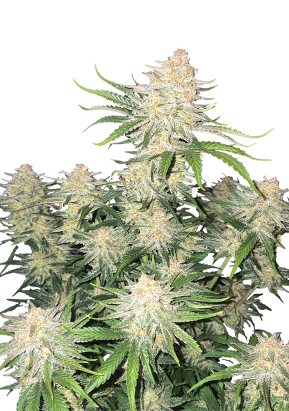 Frostbanger F4 Automatic
