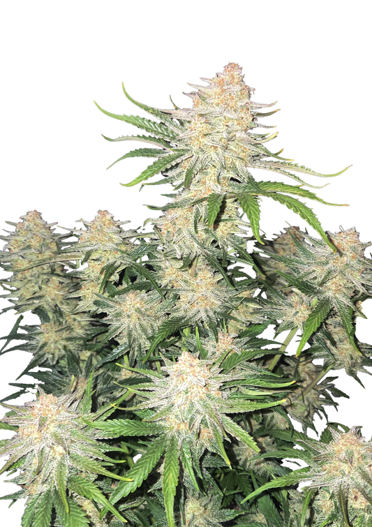 Frostbanger F4 Auto
