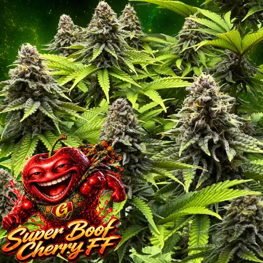 Super Boof Cherry FF